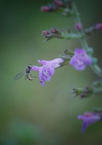 Close-up of insect on purple flower