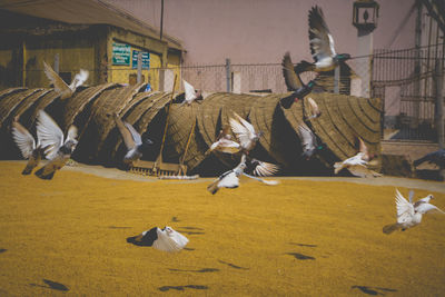 Seagulls flying in a row