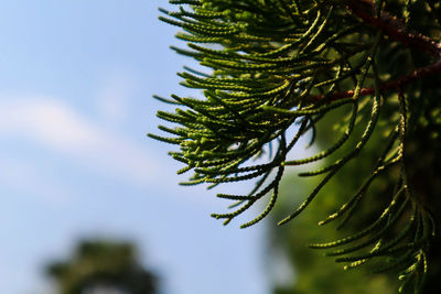 Low angle view of pine tree