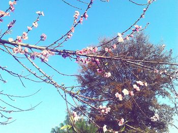 Low angle view of flower tree against blue sky