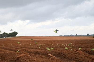 Low angle view of woman walking on field against sky