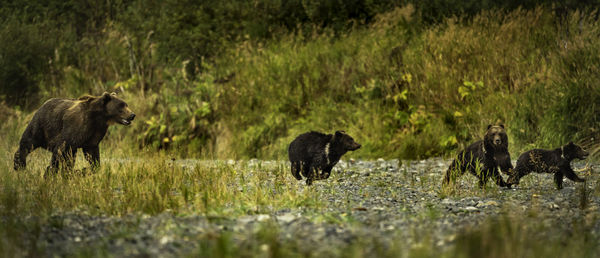 Sheep walking in a field