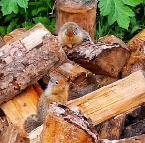 Close-up of squirrel on wood