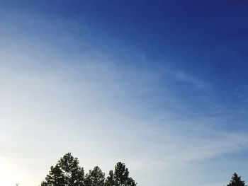 Low angle view of trees against blue sky