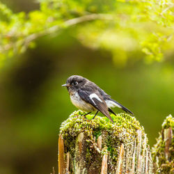 Close-up of bird perching on tree