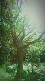 Trees growing on landscape