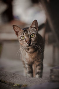 Close-up portrait of tabby cat