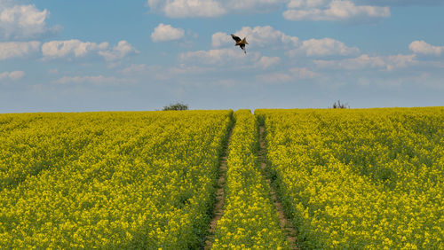 Bird of prey swooping over rapeseed field