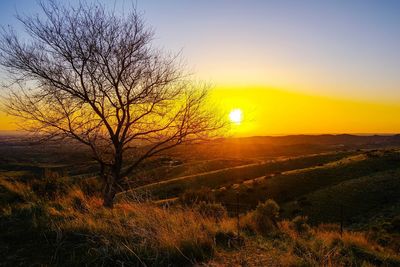 Bare tree on field against sky during sunset