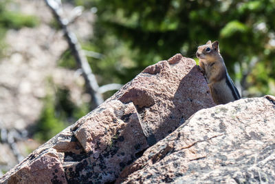 Close-up of squirrel on rock