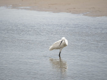 Bird on a lake