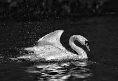 Close-up of swan in water