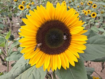 Close-up of bee on sunflower