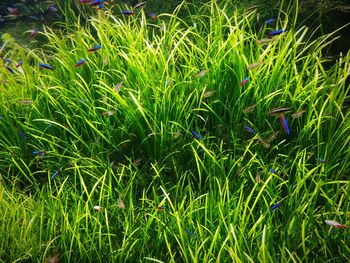 Full frame shot of grass on field