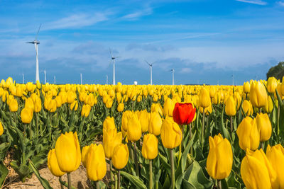 Yellow tulips on field against sky