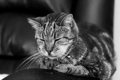 Close-up of cat resting at home