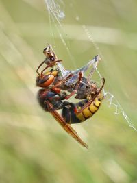 Close-up of hornet feeding dead animal spider on web