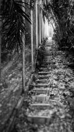 Narrow walkway along trees