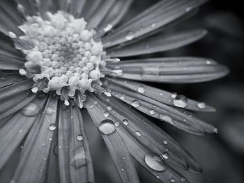 Close-up of wet flower