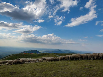 Scenic view of grassy field against sky