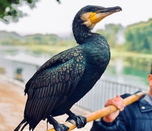 Close-up of bird perching on hand