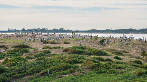 Scenic view of pelicans on grassy field against sky