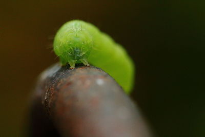 Macro shot of green caterpillar on rusty metal