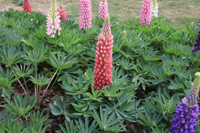 Red berries growing on plant