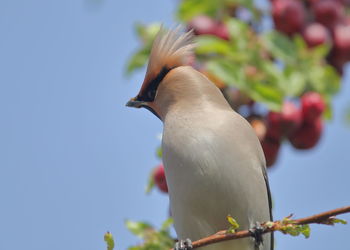 Low angle view of bird perching on plant against sky