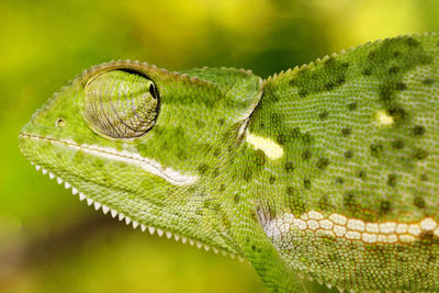 Portrait of the chameleon from south africa