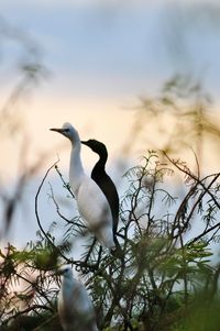 Bird perching on tree against sky