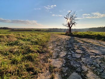 Bare tree on field against sky