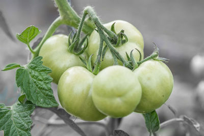 Close-up of tomatoes growing on plant