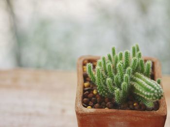 Close-up of cactus