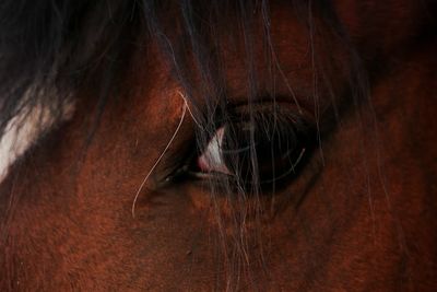 Close-up of horse