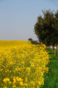 Scenic view of oilseed rape field against clear sky