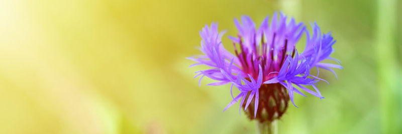 Cornflower is a wild field herb with blue purple flowers in full bloom. cornflower