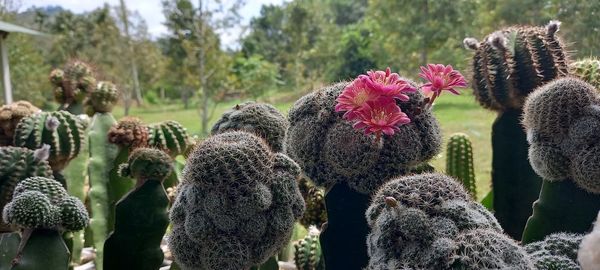 Close-up of flowering plants on field