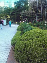 Plants growing on footpath