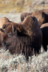 Portrait of several bison in lamar valley in yellowstone national park