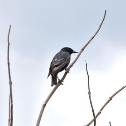 Low angle view of bird perching on tree against sky