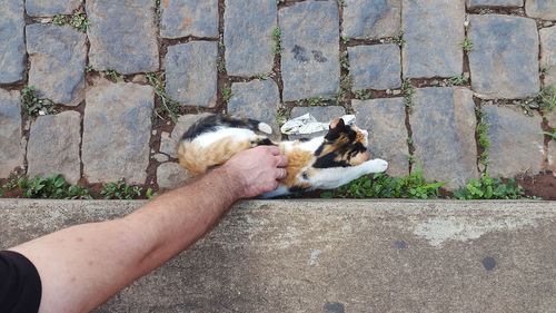 High angle view of cat on hand