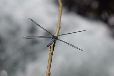 Close-up of dragonfly on wood