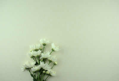 Close-up of white flowering plant against wall