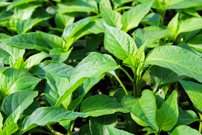 Closeup of young pepper plant leaves growing.