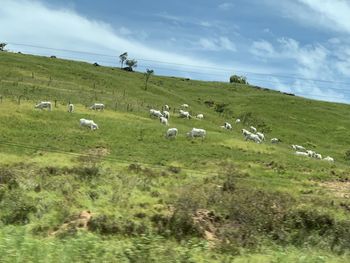 Sheep grazing on field, verde, morro, bois, gado 