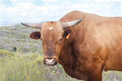 View of a horse on field