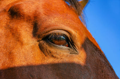 Eye of horse red color close up.