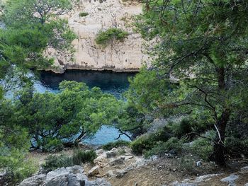 Plants growing on rock by river in forest