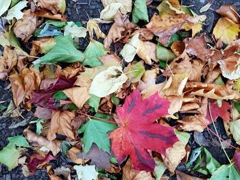 Close-up of fallen maple leaves